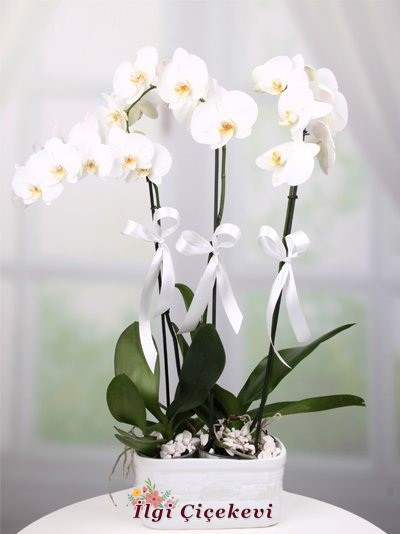 3 Dal Beyaz Orkide