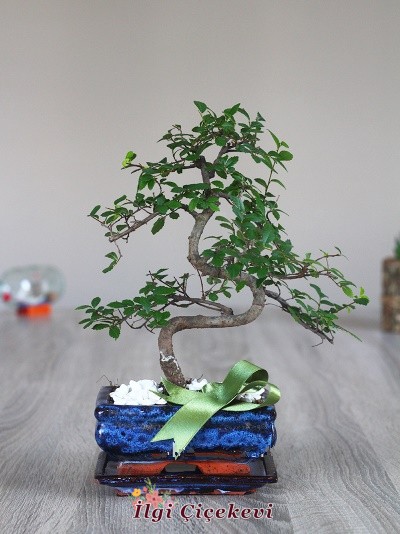 Bonsai