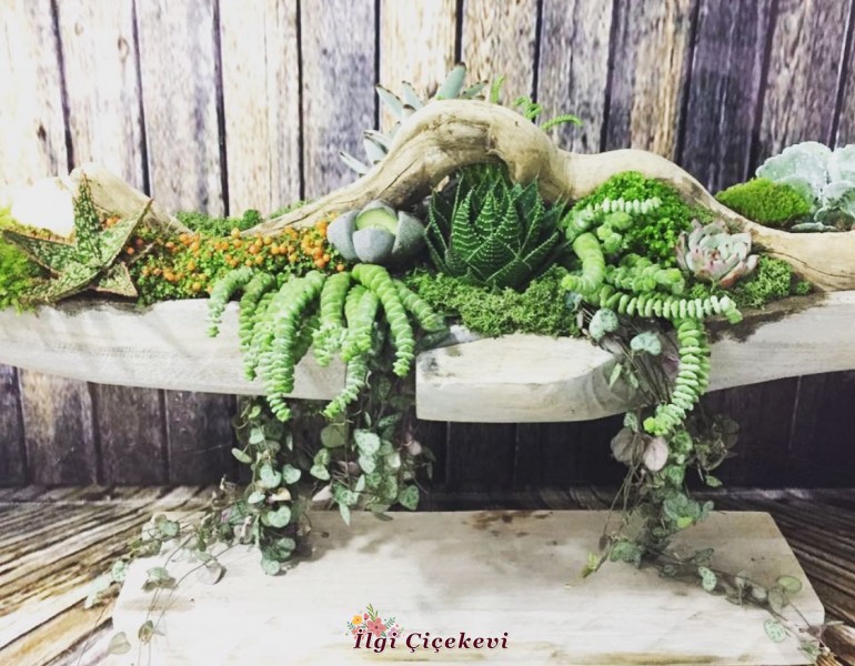 Demirli ahşapta sukulent lerin güzelliği