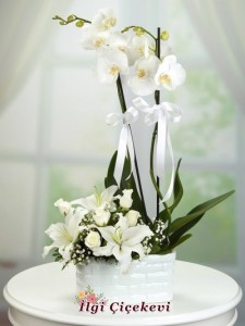 Beyaz Orkide Lilyum Gül