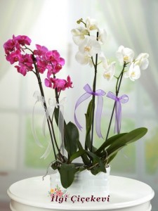 Mor Orkide ve Beyaz Orkide