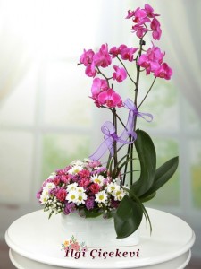 Mor Orkide ve Kır Çiçekleri